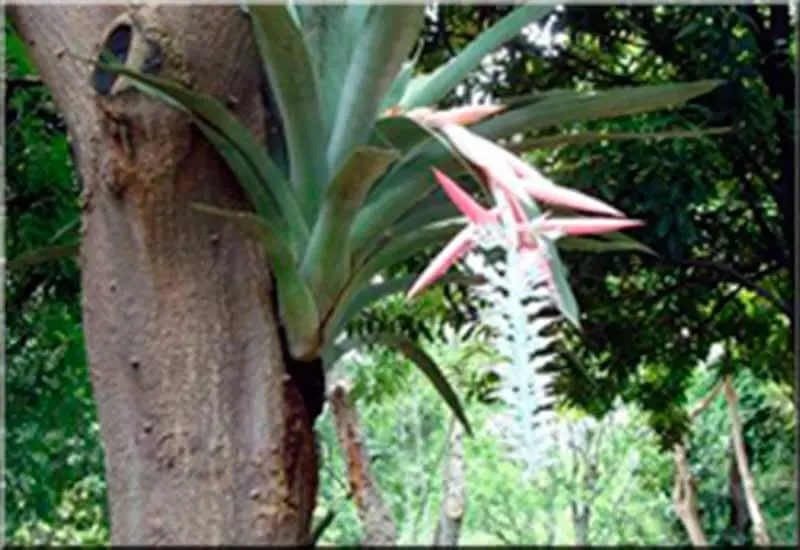 Jardín Etnobotánico