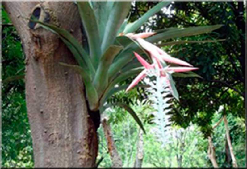 Cuerna Jardín Etnobotánico